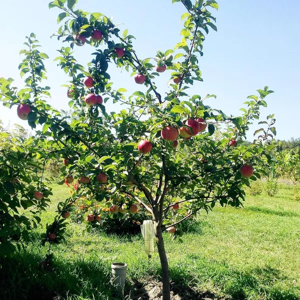 Grafted_Apple_Tree_Plant