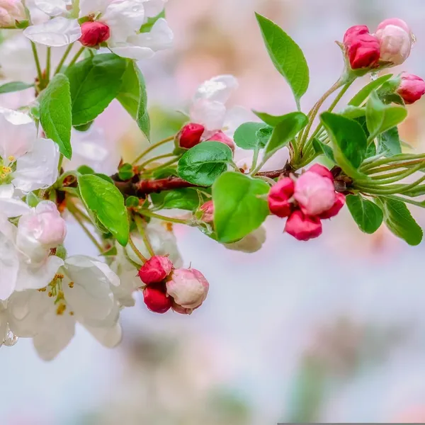 Grafted_Apple_Tree_Plant