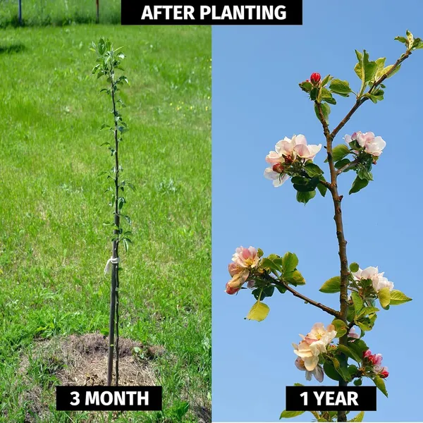 Grafted_Apple_Tree_Plant