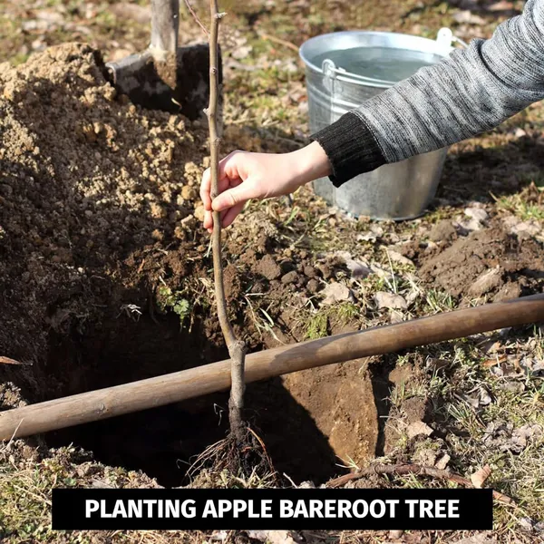 Grafted_Apple_Tree_Plant