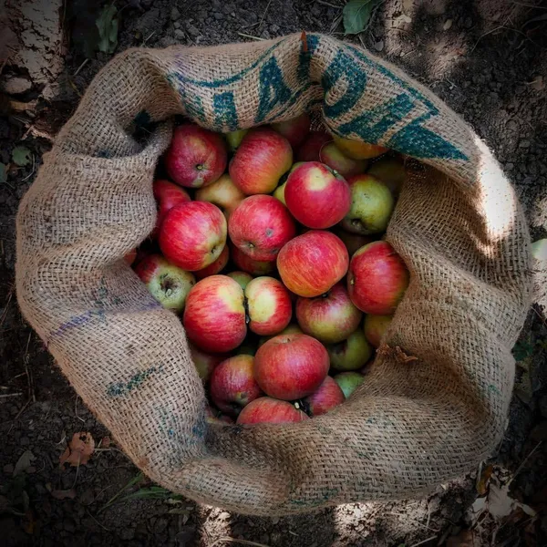 Grafted_Apple_Tree_Plant