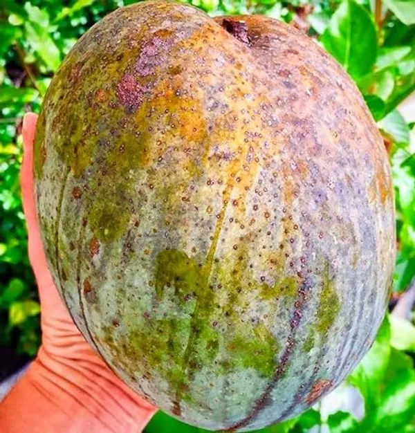 Grafted_Mango_Plant