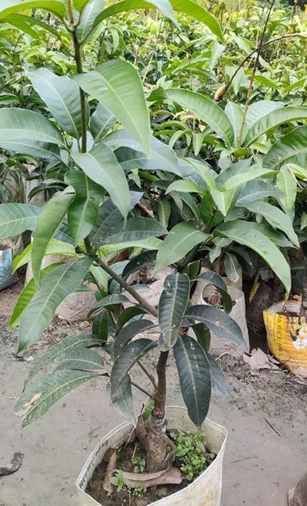 Grafted_Mango_Plant