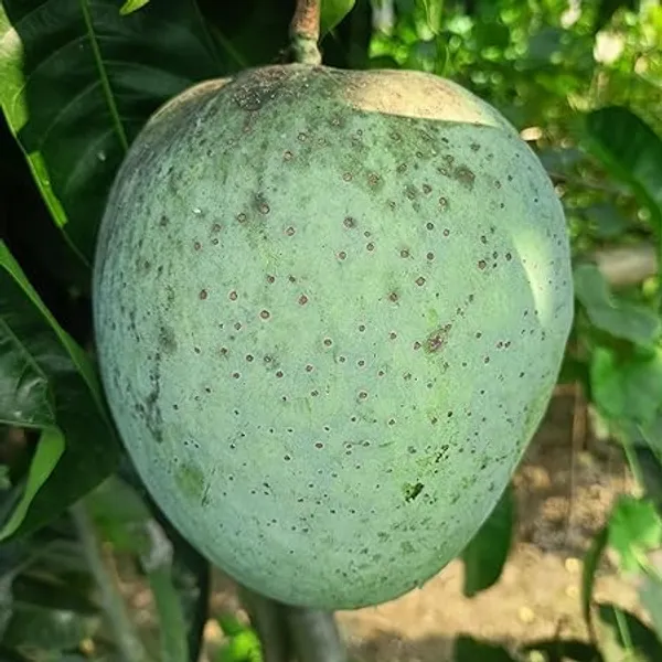 Grafted_Mango_Plant
