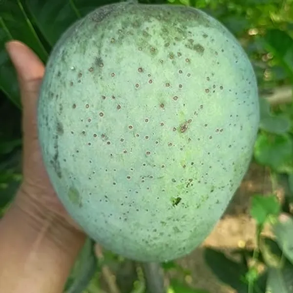 Grafted_Mango_Plant