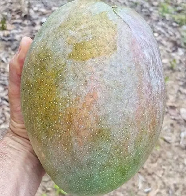 Grafted_Mango_Plant