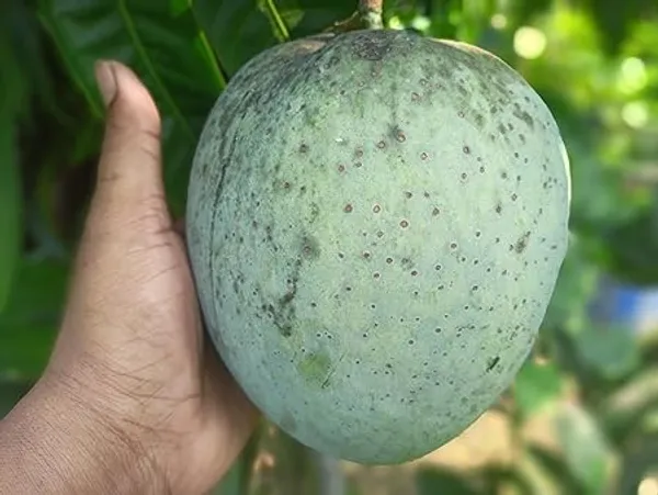Grafted_Mango_Plant