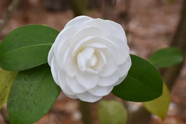 Camellia_Japonica_Live_Plant