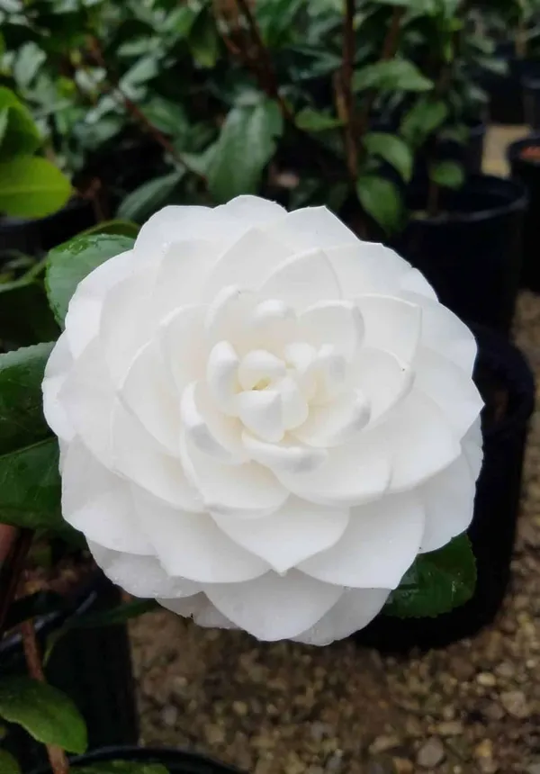 Camellia_Japonica_Live_Plant