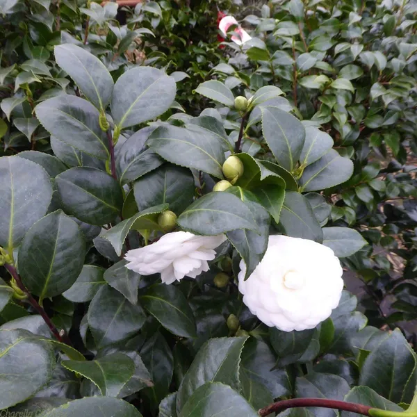 Camellia_Japonica_Live_Plant
