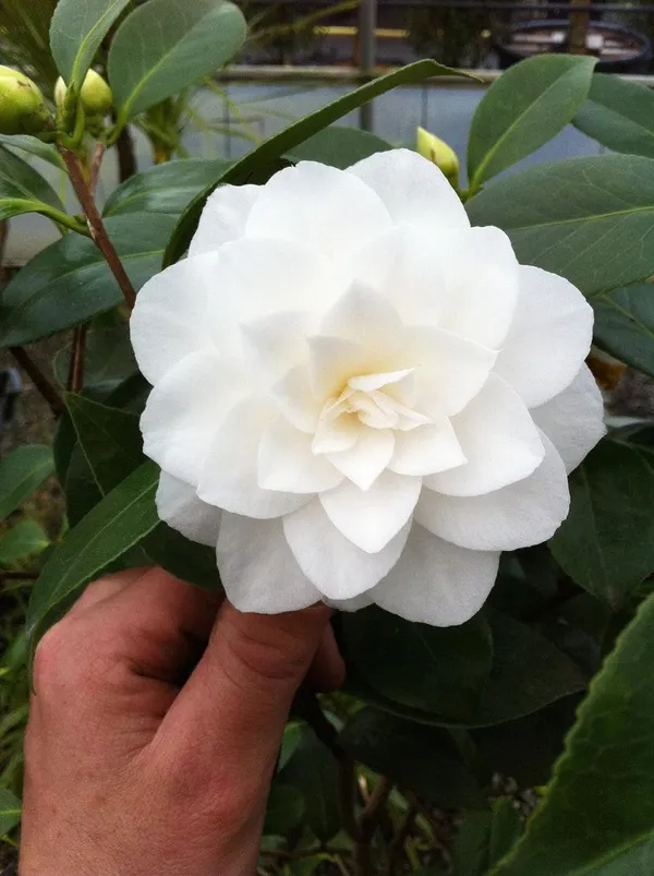 Camellia_Japonica_Live_Plant