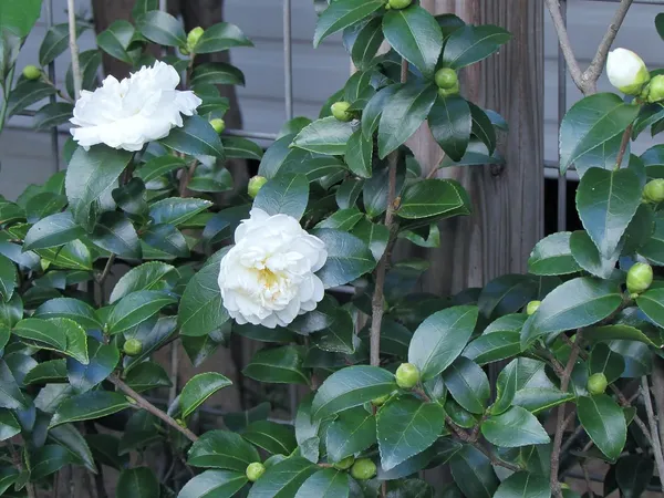 Camellia_Japonica_Live_Plant