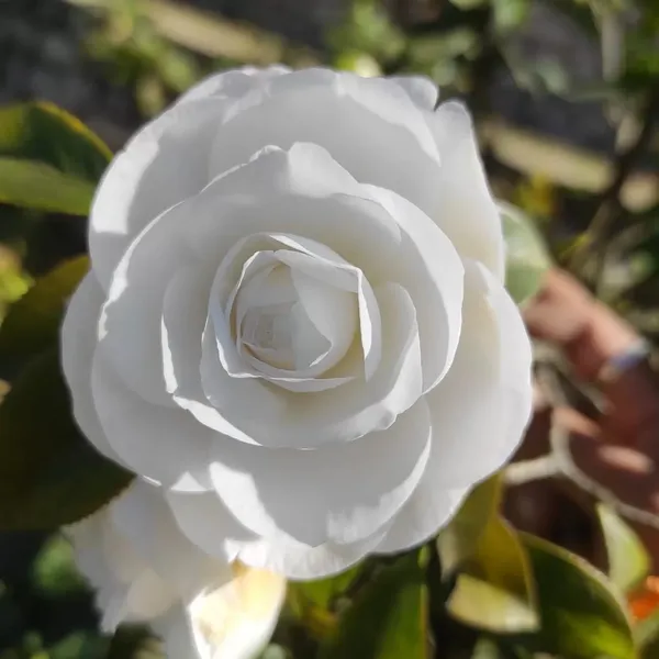 Camellia_Japonica_Live_Plant