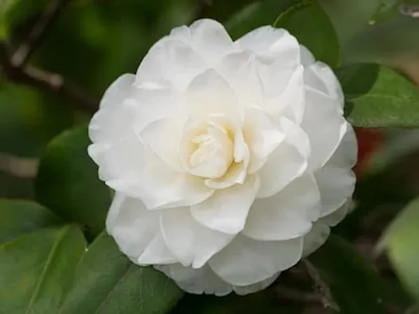 Camellia_Japonica_Live_Plant