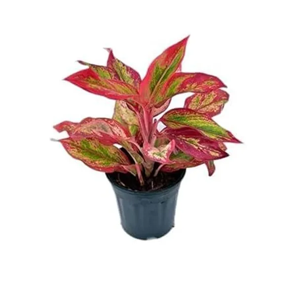 Aglaonema_Indoor_Plant
