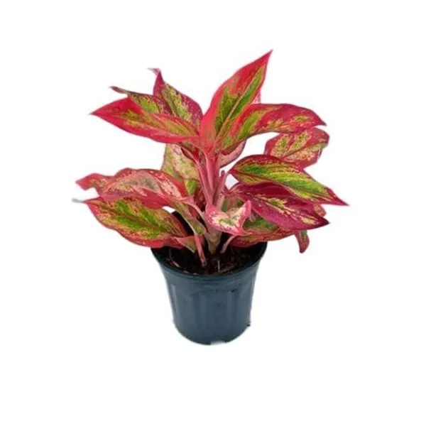 Aglaonema_Indoor_Plant