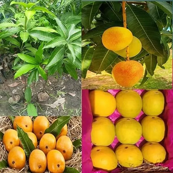 Grafted_Alphonso_Mango_Plant