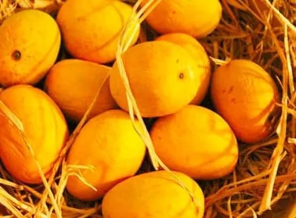Grafted_Alphonso_Mango_Plant