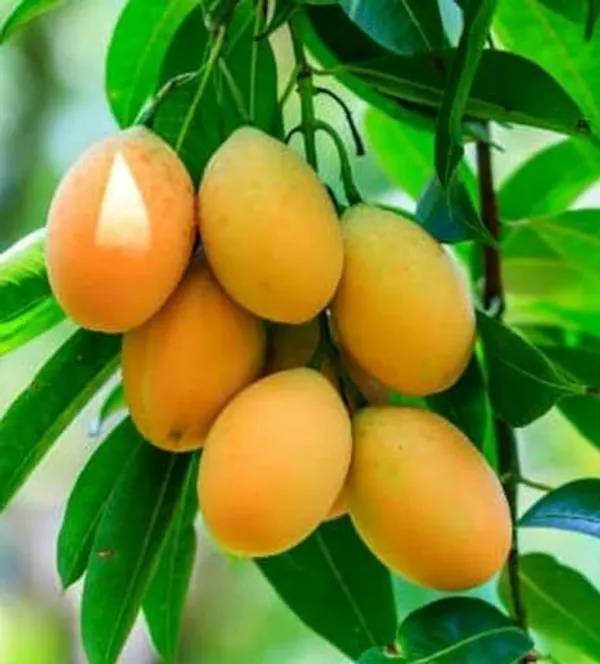 Grafted_Alphonso_Mango_Plant