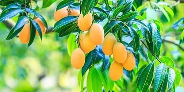 Grafted_Alphonso_Mango_Plant