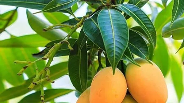 Grafted_Alphonso_Mango_Plant