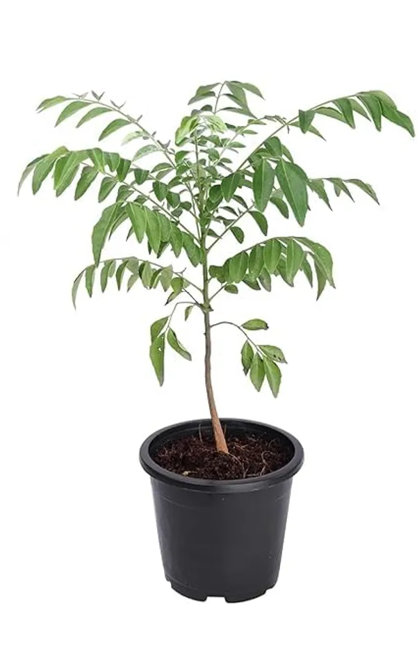 Curry_Leaf_Plant_With_Pot