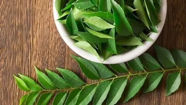 Curry_Leaf_Plant_With_Pot