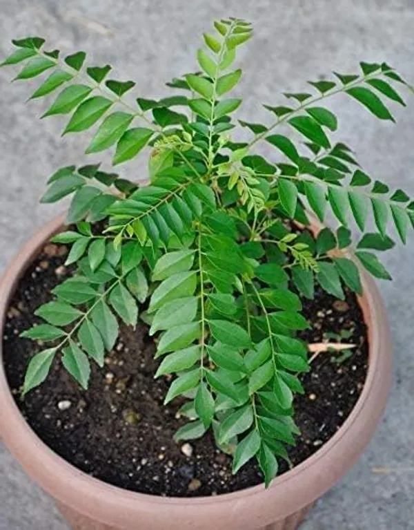 Curry_Leaf_Plant_With_Pot