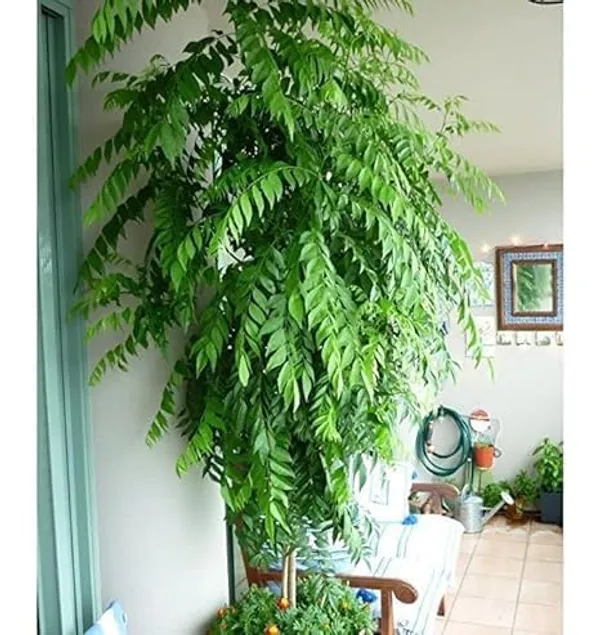 Curry_Leaf_Plant_With_Pot