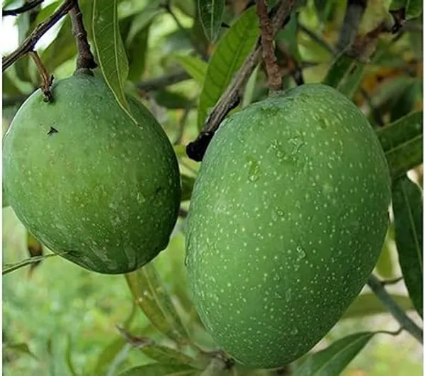 Mango_Plant
