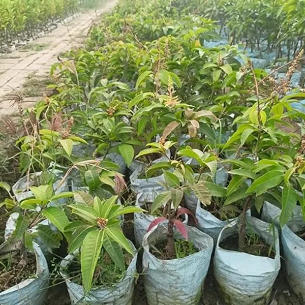 Mango_Plant