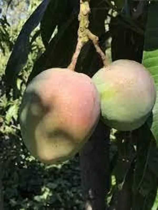 Mango_Plant