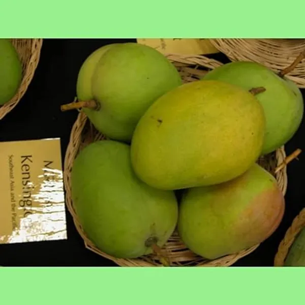 Mango_Plant