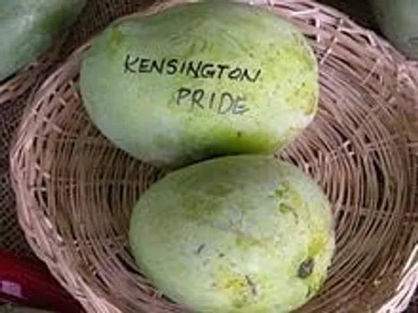 Mango_Plant