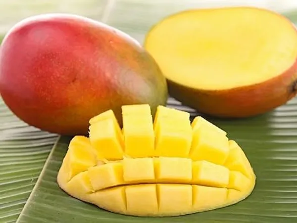Mango_Plant