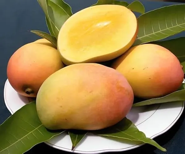Mango_Plant