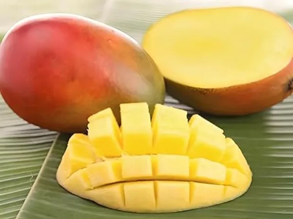 Mango_Plant