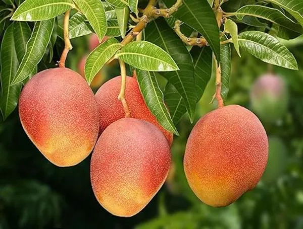 Mango_Plant