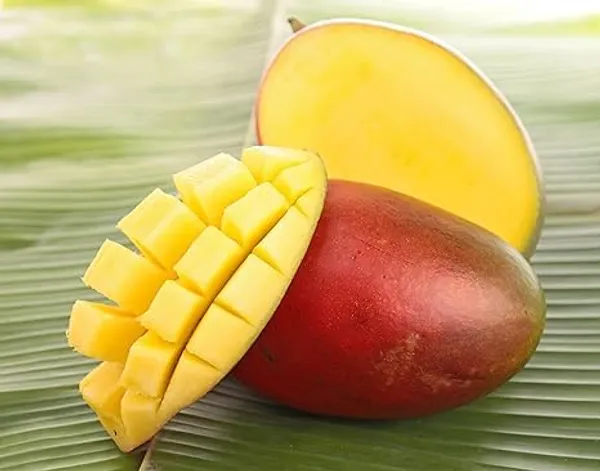 Mango_Plant