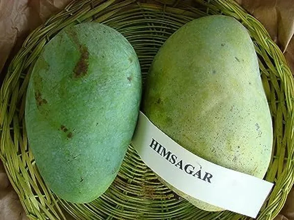Grafted_Mango_Plant