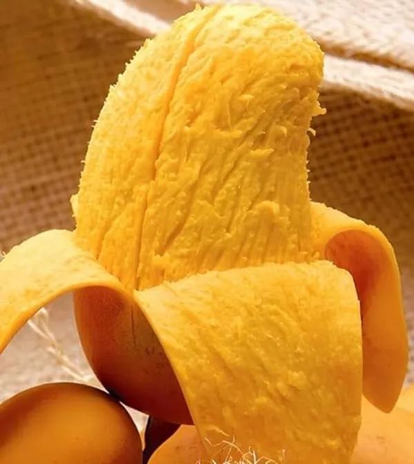 Grafted_Mango_Plant