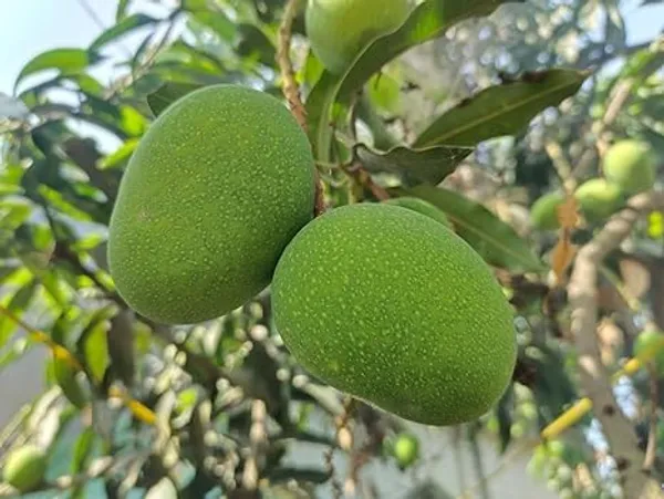 Grafted_Mango_Plant