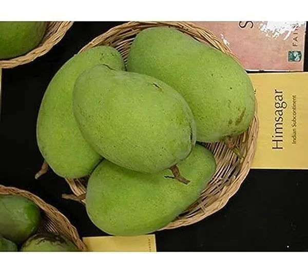 Grafted_Mango_Plant