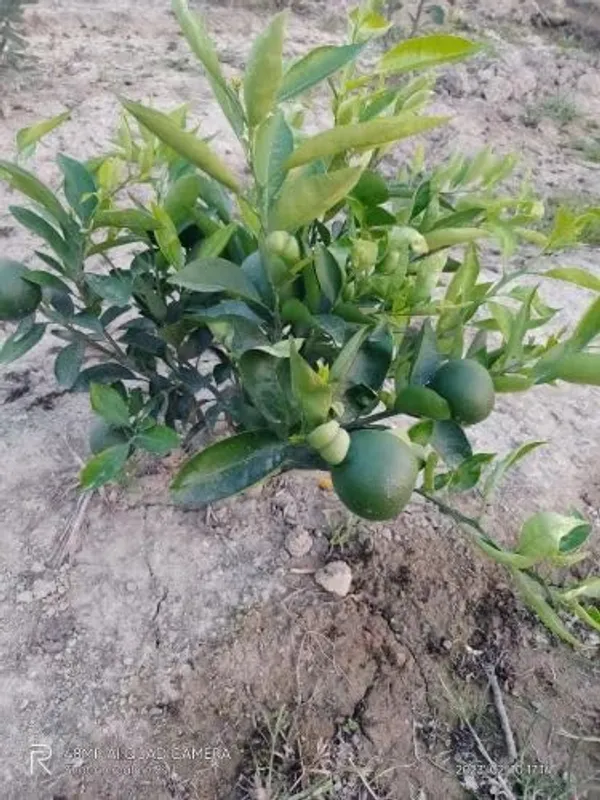 Sapota_Grafted_Plant