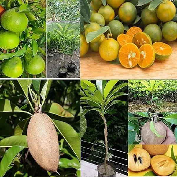 Sapota_Grafted_Plant