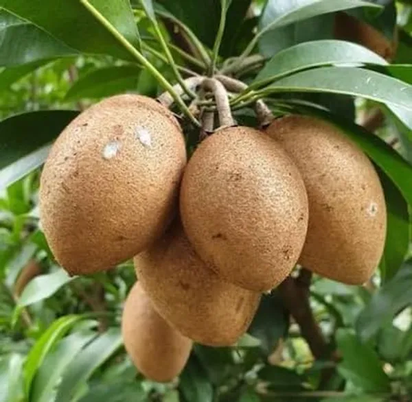 Sapota_Grafted_Plant