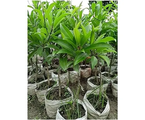 Grafted_Chikoo_Plant