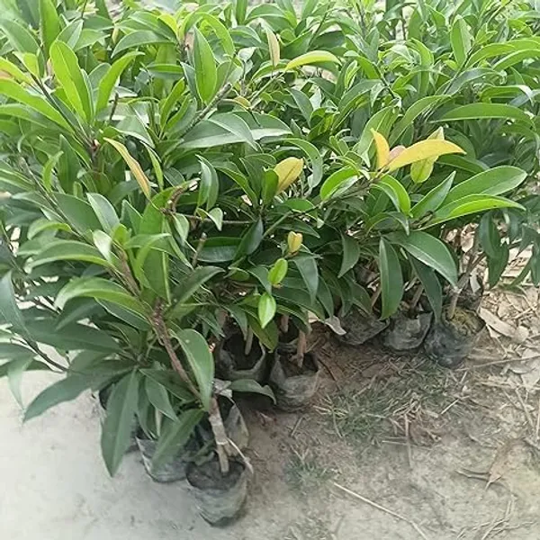 Grafted_Chikoo_Plant