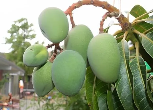 Mango_Plant