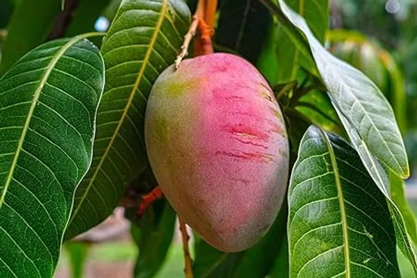 Mango_Plant